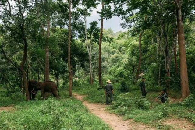 6月17日，云南西双版纳野象谷热带雨林，亚洲象繁殖与救助中心工作人员带着亚洲象在雨林里进行野化训练。摄影/阿布