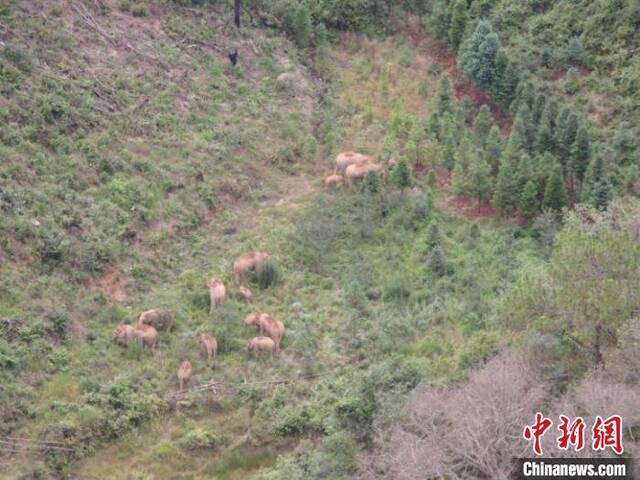 云南北移象群总体向东南方向移动 持续降雨导致监测困难