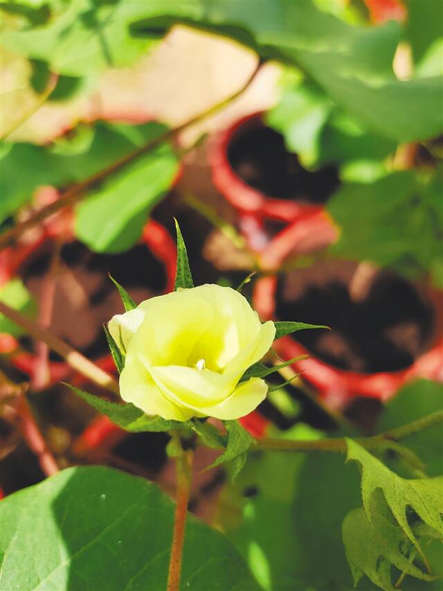 蓬蓬棉的花朵。杜建明 供图