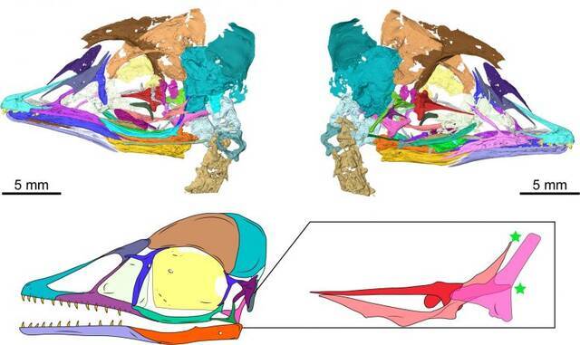中国发现1.2亿年前小型灭绝鸟类的化石与霸王龙头骨特征几乎相同