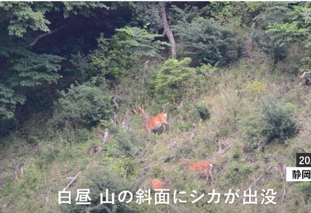 日本静冈县伊豆地区的鹿群