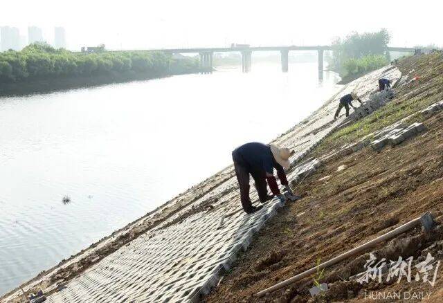 ▲澧县澹水河澧澹街道澧东村堤段，施工人员在铺设工字型护坡植草砖。近年来，该县投资3000多万元，对境内主要河道堤段进行生态护堤治理，不仅有效提高大堤防汛保安能力，且利于草类植物生长调节水质。