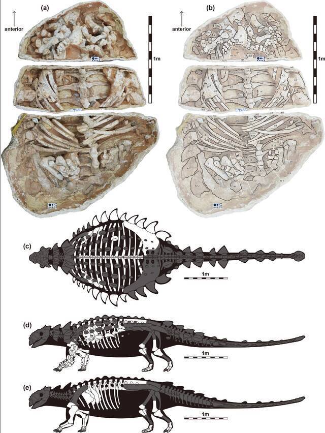 生活在白垩纪的大型有甲食草动物甲龙可能具备挖掘能力