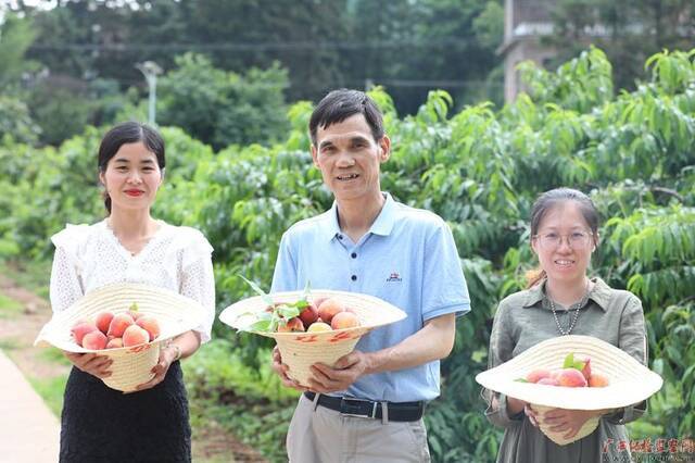 蒋佳刚（居中）会同西岭镇门楼村妇女主任陈佳在果园采摘扶贫特色产业桃子