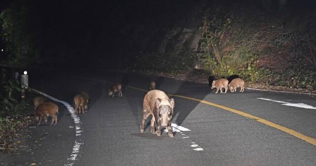 日本境内出现的野猪（资料图）