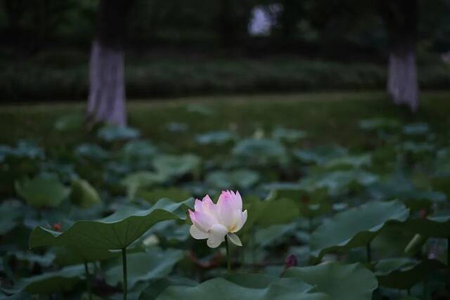 这是属于上大的夏天