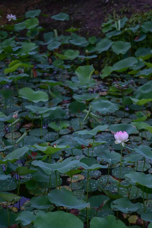 这是属于上大的夏天