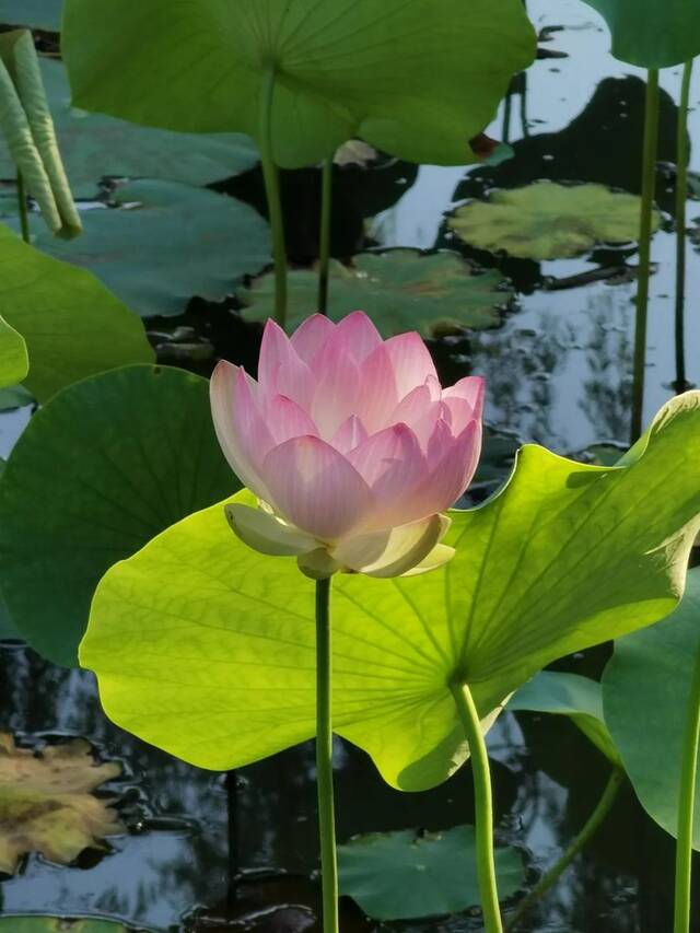 这是属于上大的夏天