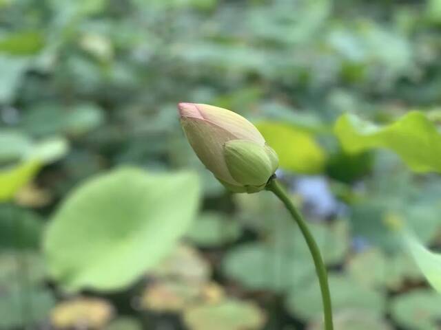 这是属于上大的夏天