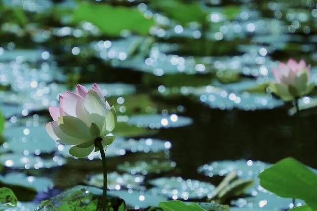 这是属于上大的夏天