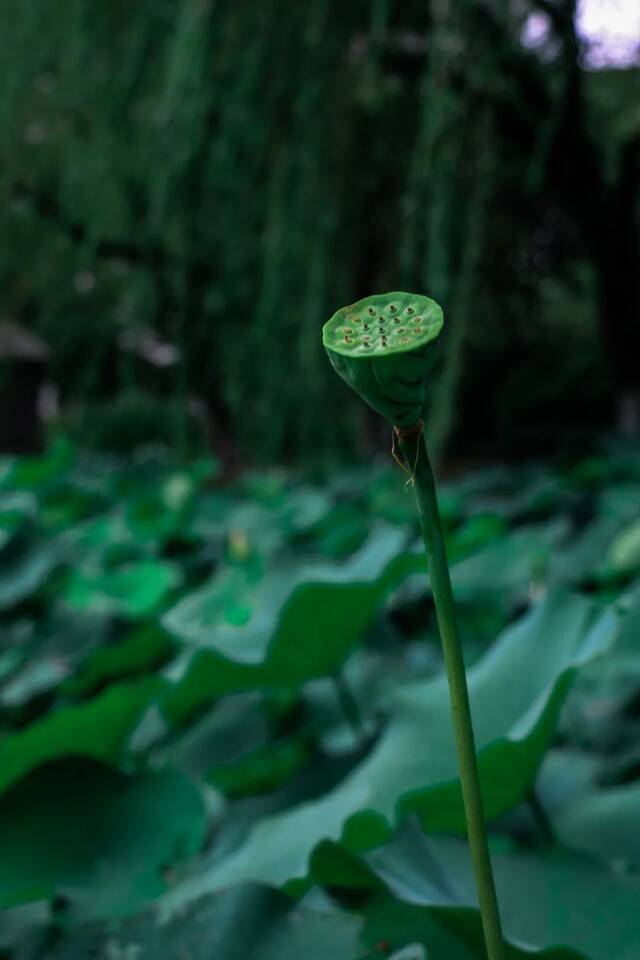 这是属于上大的夏天