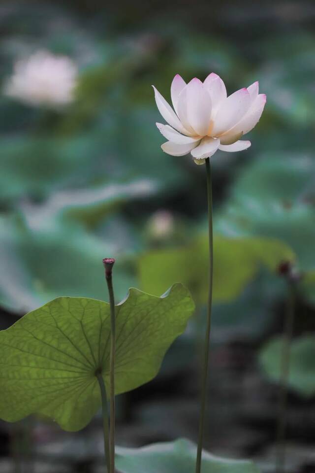 这是属于上大的夏天