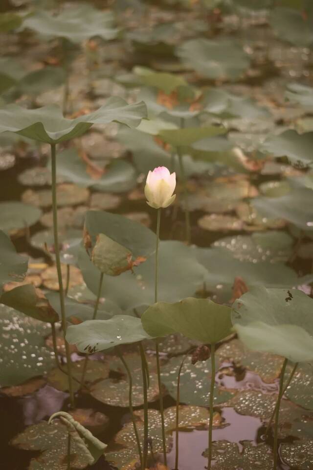 这是属于上大的夏天