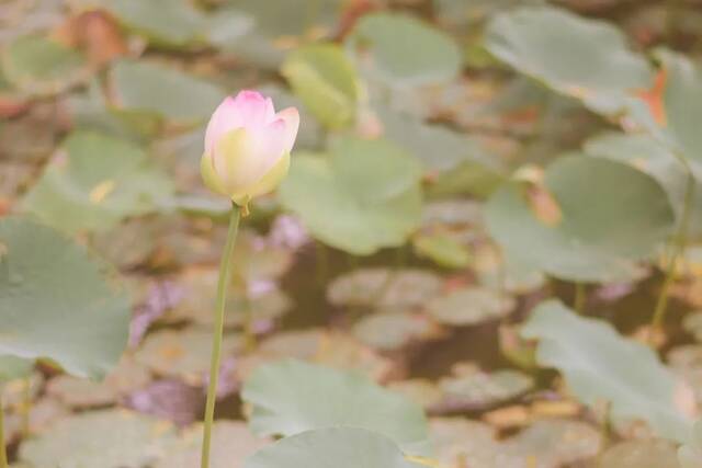 这是属于上大的夏天