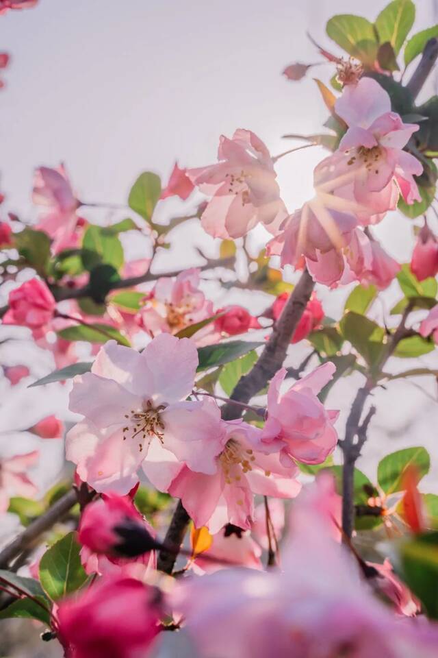 海棠园开园，地大又一打卡美景来啦~