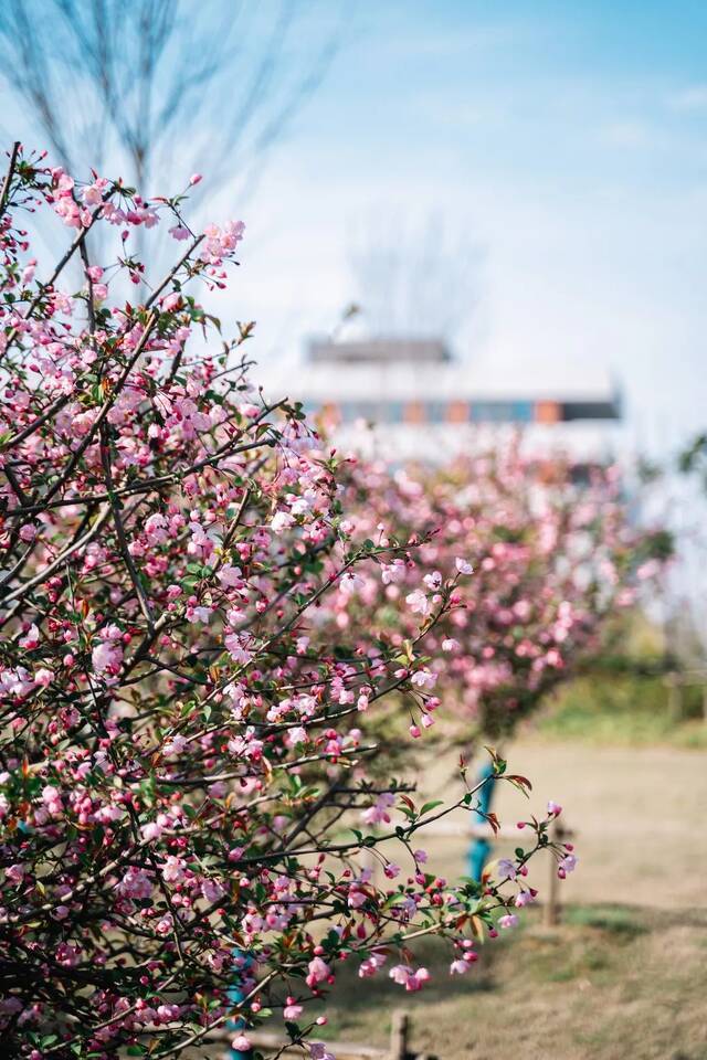 海棠园开园，地大又一打卡美景来啦~