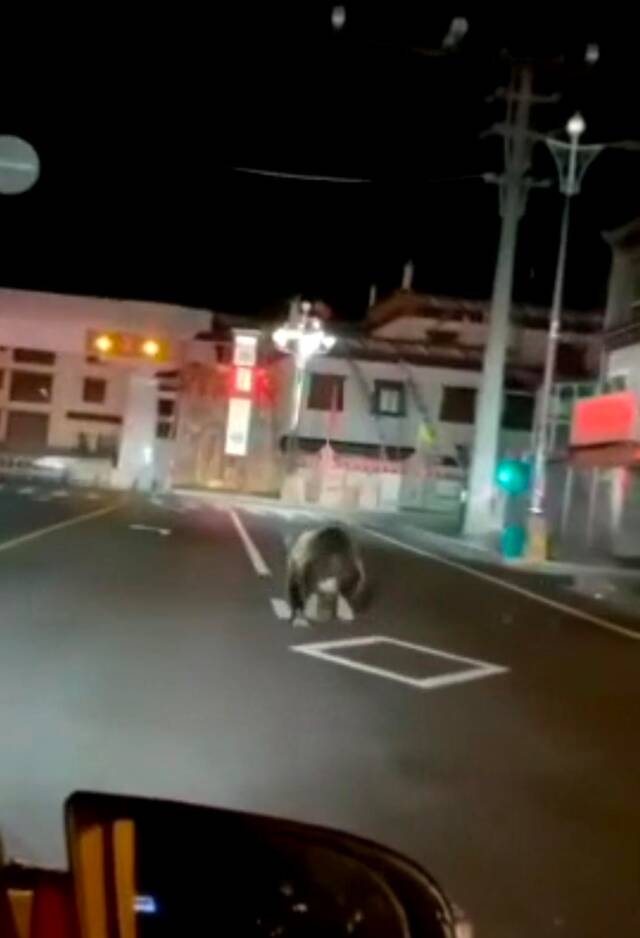 棕熊凌晨在四川石渠城区奔跑 官方：疑似迷路已离开，未造成人员伤亡