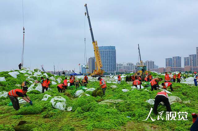 2021年6月30日，青岛浒苔绿潮持续侵袭，当地加大拦截、打捞、清理和无害化处理力度，力保海岸线清洁。人民视觉图