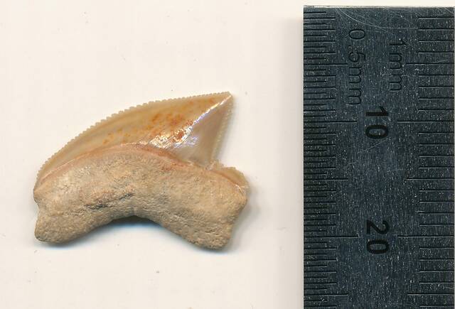耶路撒冷大卫城与8000万年前鲨鱼牙齿化石之谜