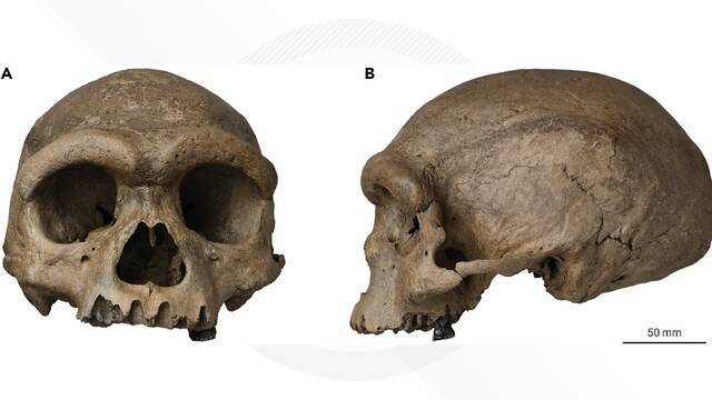 龙江女婿寻踪“龙人”：14.6万年前的“老哈”头骨化石流失民间85年