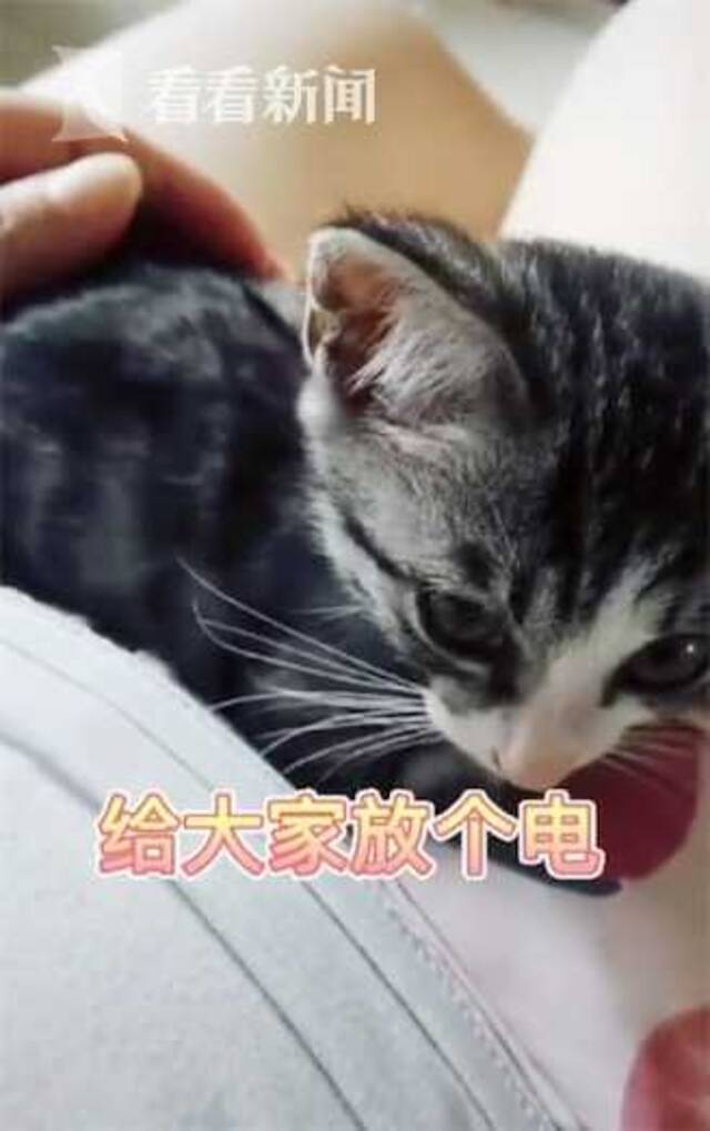 金毛对着排水管狂吠 主人凑近一听：有猫咪被困