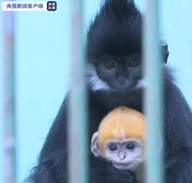 世界首只人工饲养繁殖的第八代黑叶猴成功存活