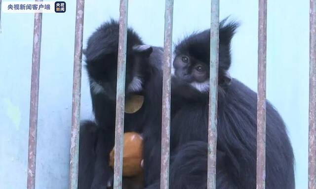 世界首只人工饲养繁殖的第八代黑叶猴成功存活