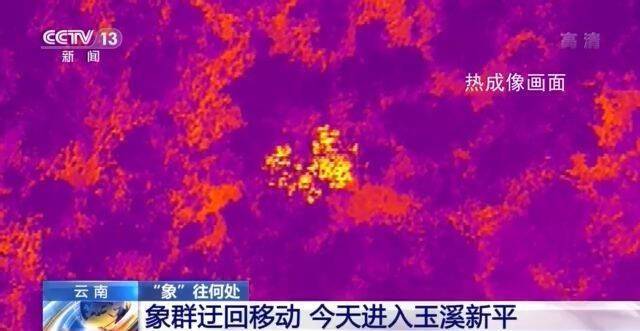 “象”往何处？云南象群迂回移动 今天进入玉溪市新平县