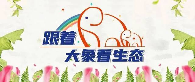 象群进入玉溪市新平县