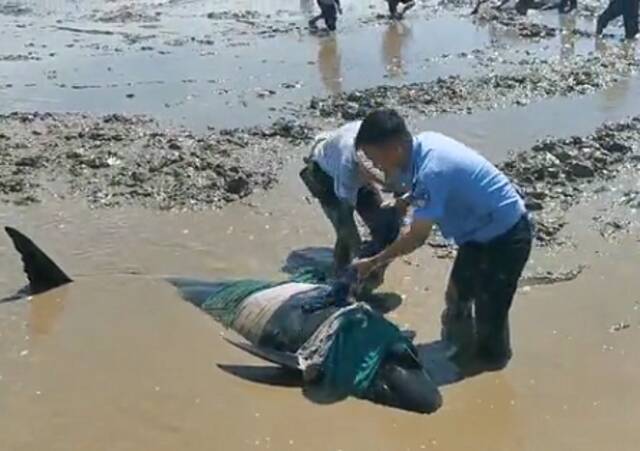 12头鲸豚(疑似)搁浅浙江头门港海域 各部门正在全力救助