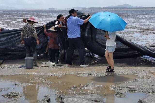 12头鲸豚(疑似)搁浅浙江头门港海域 各部门正在全力救助