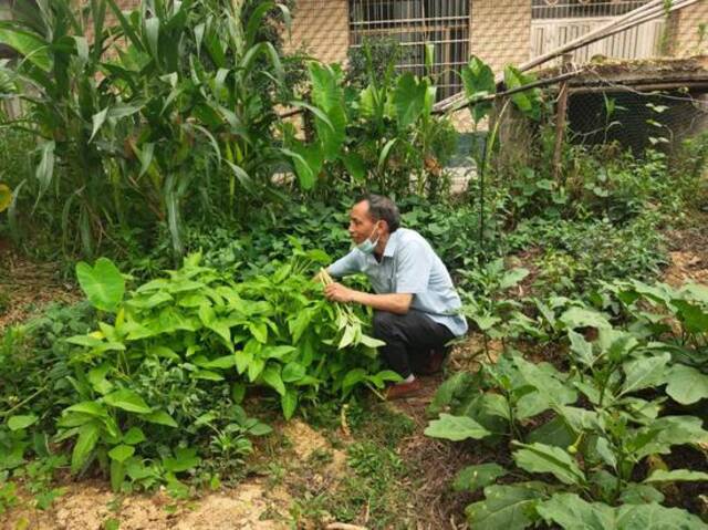  6月10日，在自家菜地里采摘蔬菜，准备晚饭的林英德。新京报记者马延君摄