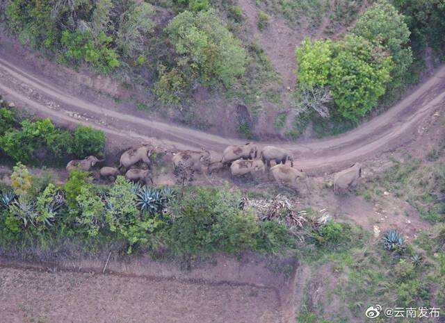 象群已进入云南玉溪新平县，红河州将提前做好防范应急准备