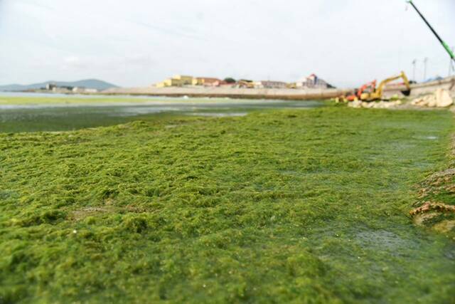 海上打“浒”记——山东青岛迎击最大规模浒苔侵袭