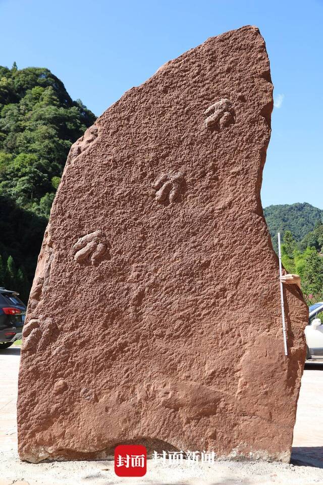 四川省泸州市古蔺县黄荆镇发现一批保存良好的白垩纪恐龙足迹化石