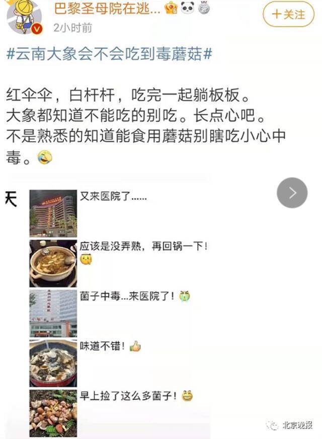 出走的象群会不会吃到毒蘑菇？网友操碎了心