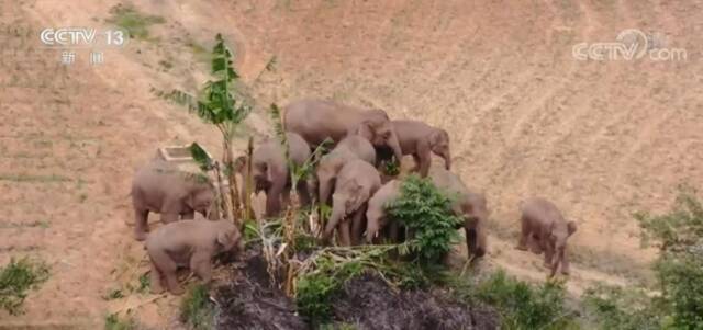 我国亚洲象保护成效显著 亚洲象栖息地基本满足其生存需求