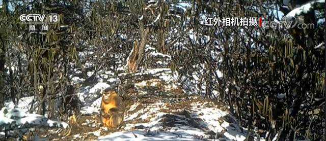 四川崇州：红外相机记录大熊猫等野生动物影像