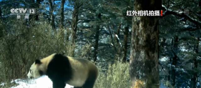 四川崇州：红外相机记录大熊猫等野生动物影像