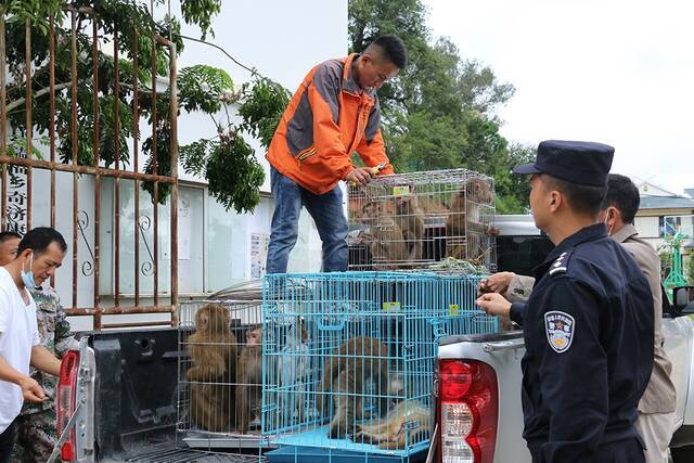 当地派出所联合林业站收到村民上交的猴子。本文图片均为云南普洱边境管理支队提供