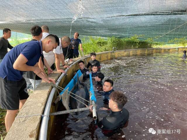 7月7日7时左右，医护人员为暂养在海水养殖场的一头瓜头鲸输液。新京报记者李阳摄