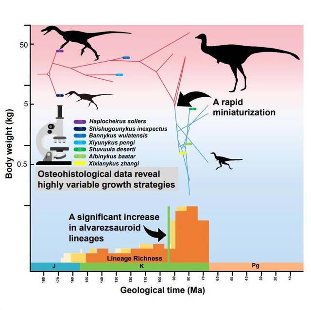 阿尔瓦雷斯龙类骨组织学，体重宏观演化和多样性变化趋势。秦子川供图