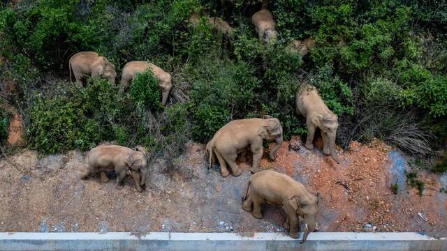 5月28日在云南省玉溪市峨山县境内拍摄的象群（无人机照片）。新华社记者胡超摄
