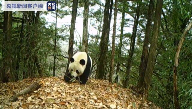 频频“偶遇”！陕西大熊猫野外种群由109只增至345只