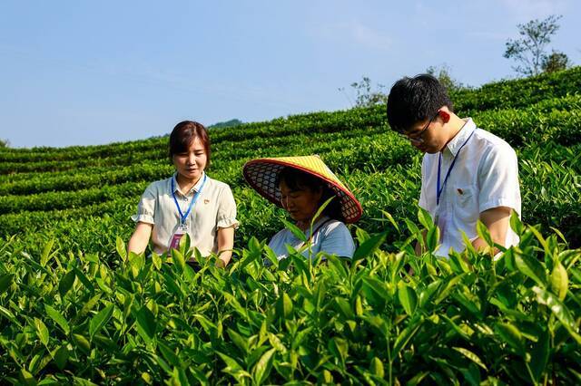 图为三江侗族自治县纪委监委专项监督组向茶农了解产业补贴情况。