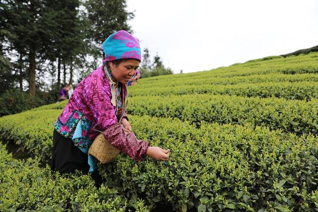图为三江侗族自治县八江镇村民在采摘茶叶。