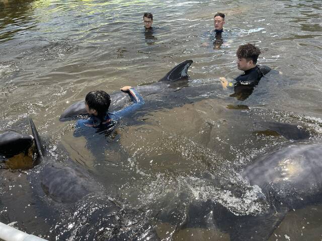 7月7日，海水养殖场安排专门人员24小时进行值守，观察瓜头鲸的情况。新京报记者李阳摄
