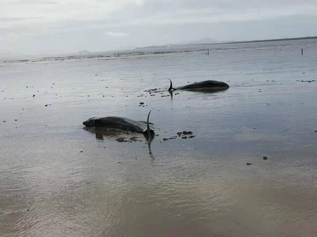 7月6日8时许，退潮后瓜头鲸“躺”在滩涂地上。受访者供图