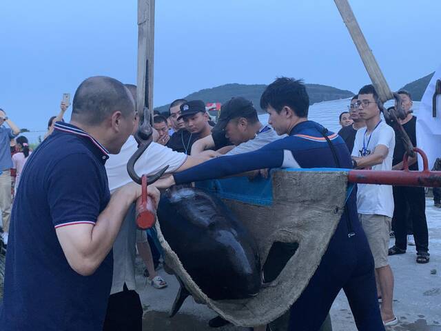 7月7日晚，工作人员正在为瓜头鲸放生做准备。图源：临海市委宣传部