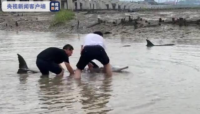 两条海豚在宁波市宁海县西店镇滩涂搁浅 现已放生大海